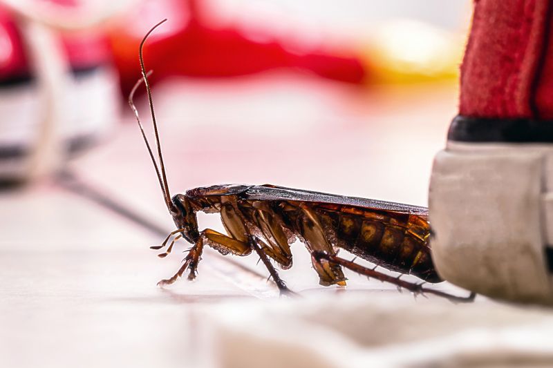 Roach Fumigation in Charlotte, NC