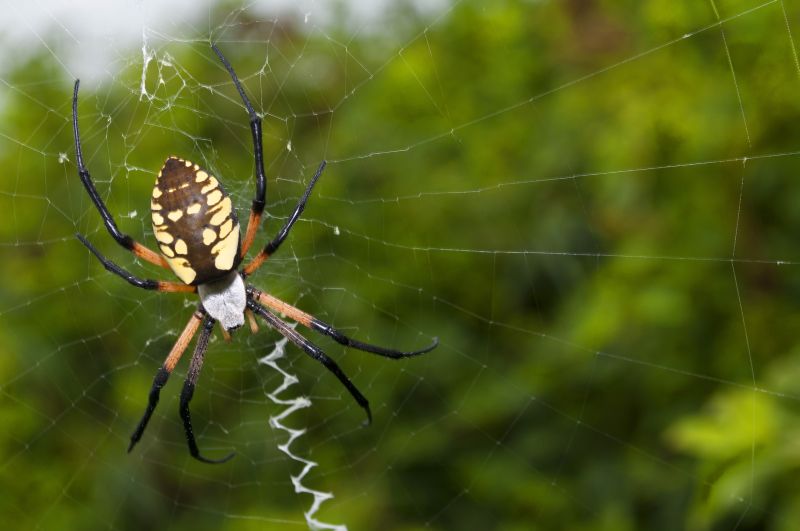 Spider Fumigation Service in Charlotte, NC