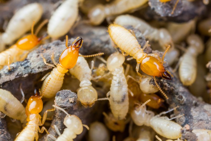 Termite Tenting in Charlotte, NC